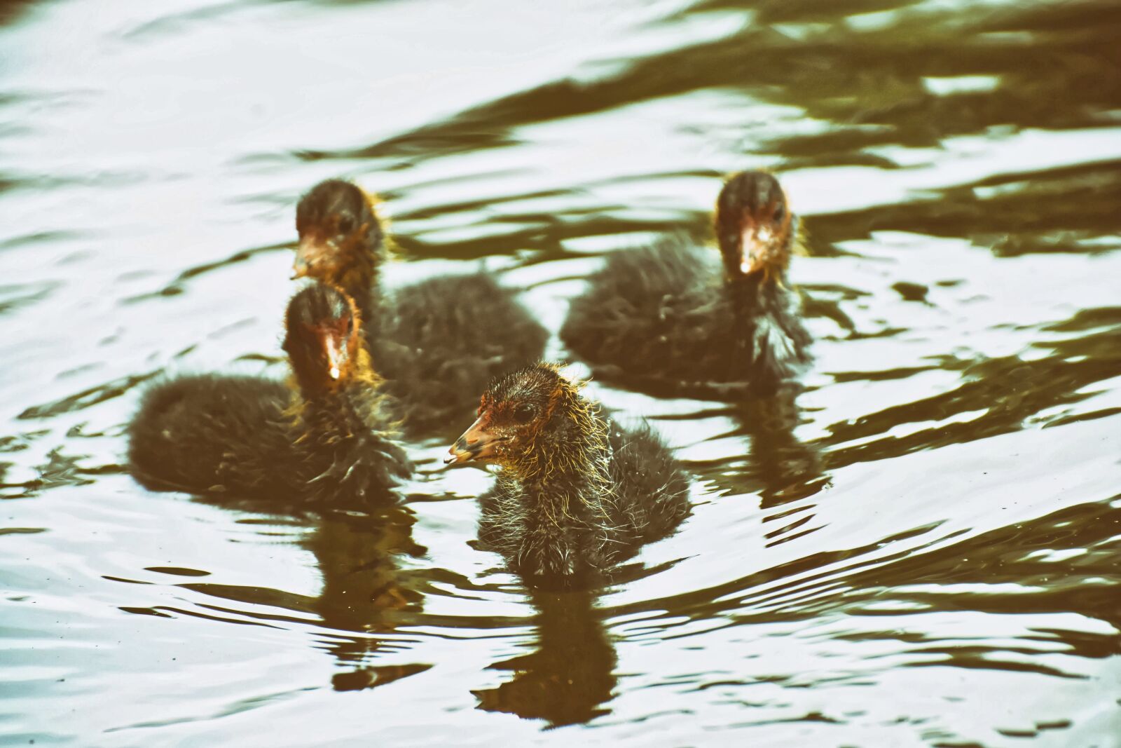 Nikon D7200 sample photo. Coots, chicks, waters photography
