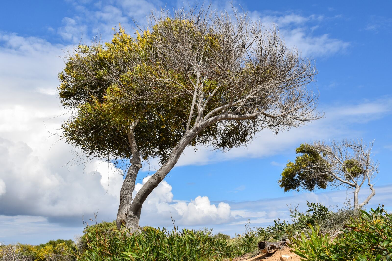 Nikon D3300 sample photo. Trees, dune, landscape photography