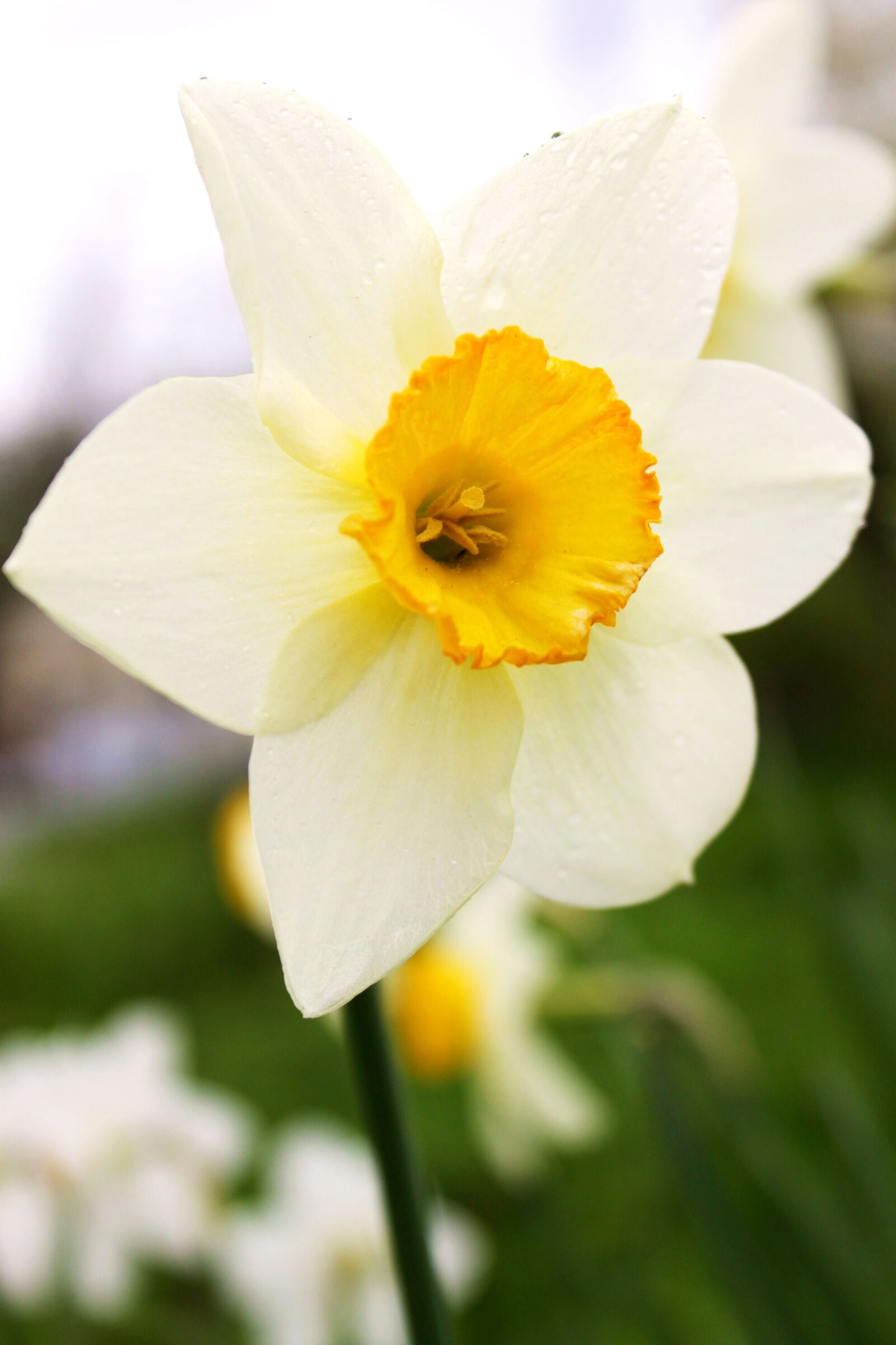 Canon EOS 500D (EOS Rebel T1i / EOS Kiss X3) sample photo. Narcissus, bloom, flower photography