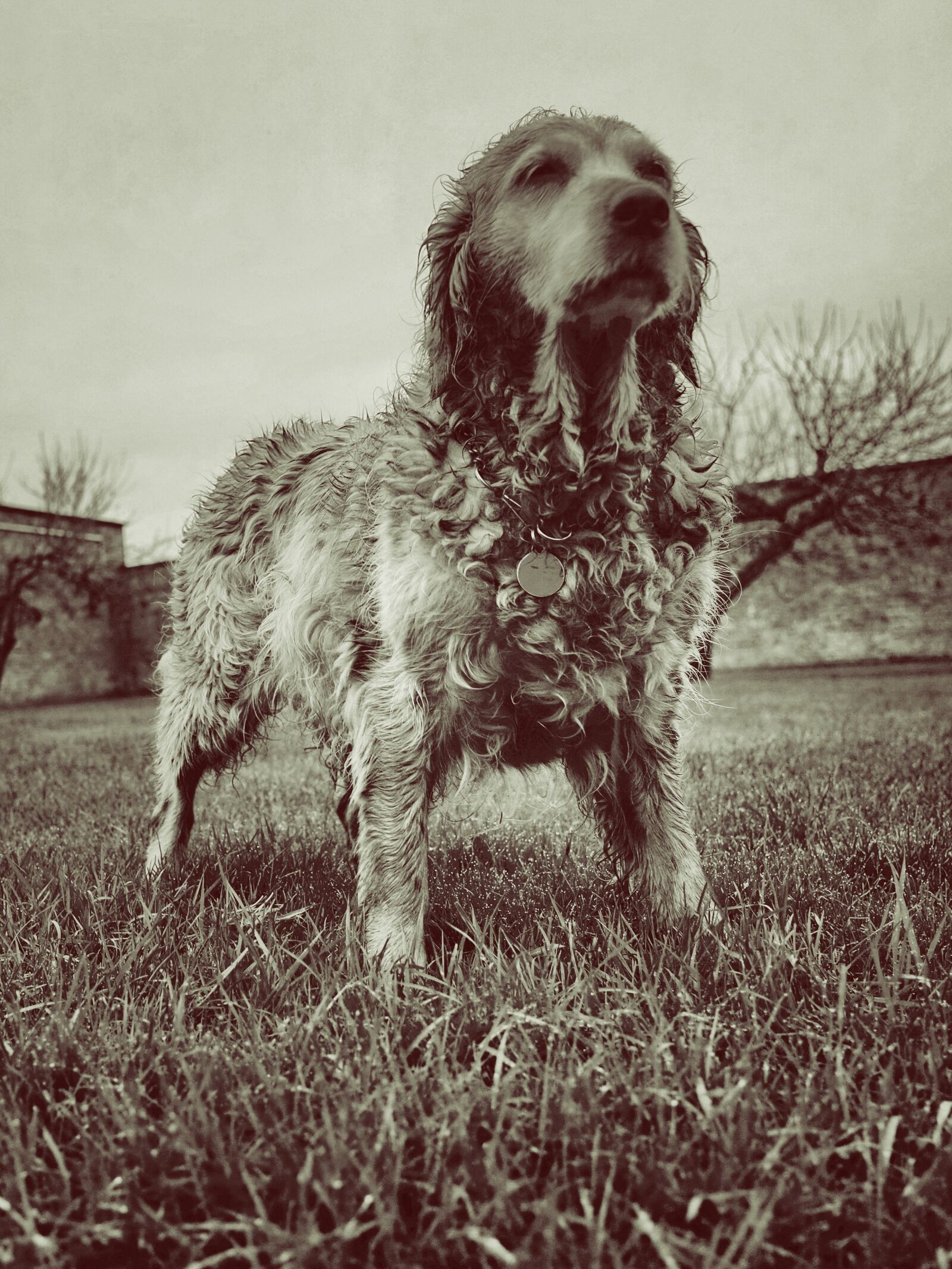 Ricoh GR sample photo. Brown, long, coat, dog photography