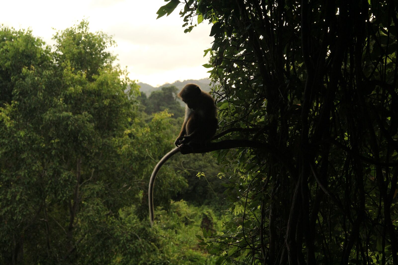 Canon EF-S 18-135mm F3.5-5.6 IS sample photo. Monkey, jungle, nature photography