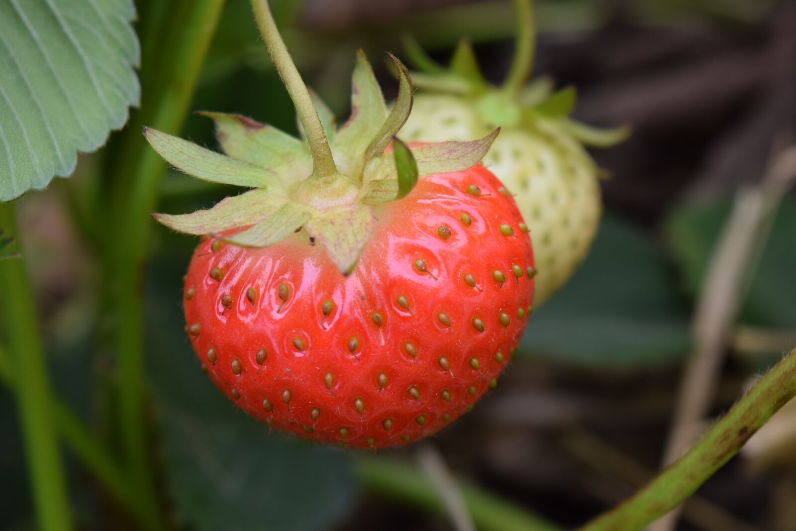 Nikon D3300 sample photo. Strawberry, close up, fruits photography