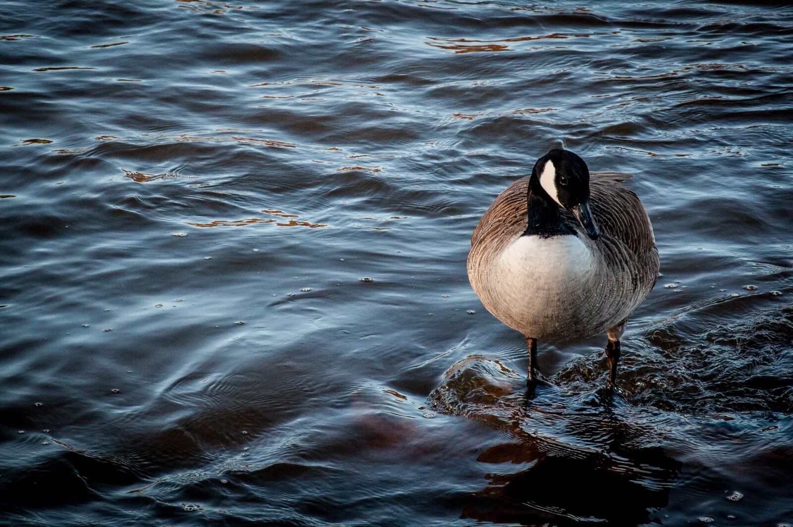 Nikon D5000 sample photo. Bernikla canadian, bird, water photography