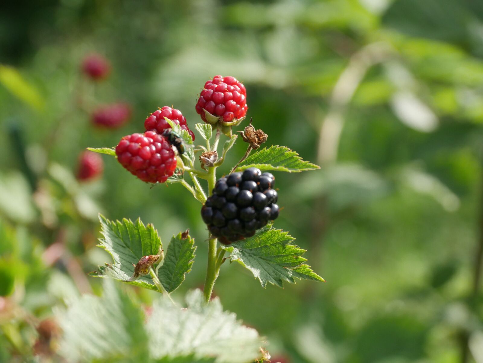 Panasonic DMC-G70 sample photo. Blackberry, summer, plant photography