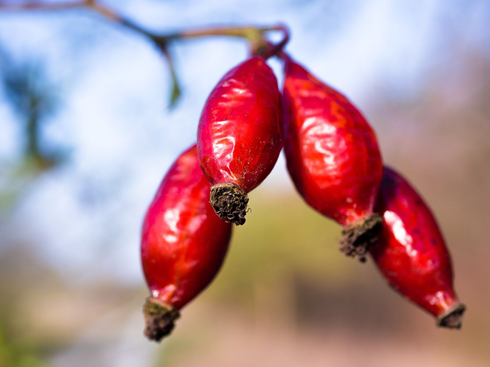 Panasonic Lumix G Macro 30mm F2.8 ASPH Mega OIS sample photo. Rose hip, red, wild photography