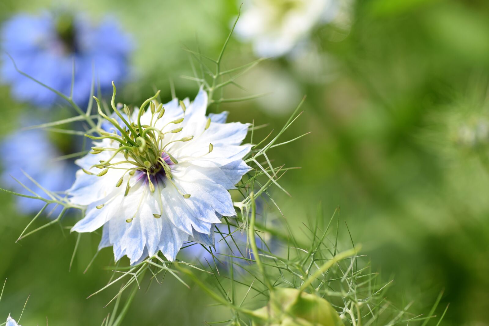 Nikon D5300 sample photo. White flower, garden, spring photography