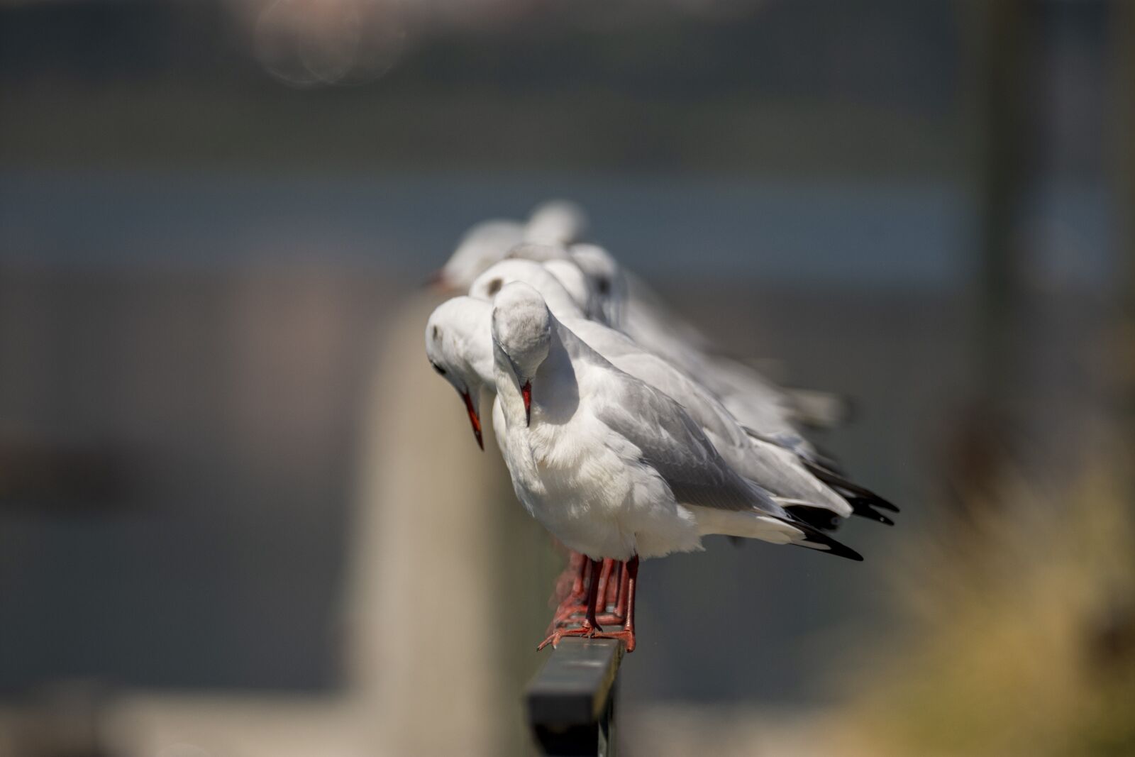 Nikon D7200 sample photo. Seagulls, bird, seagull photography