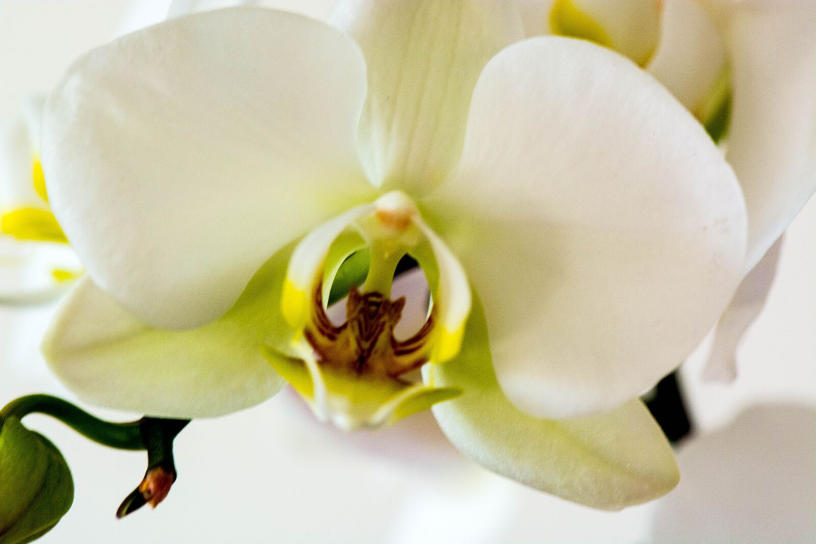Nikon D5200 sample photo. Flower, nature, petal photography