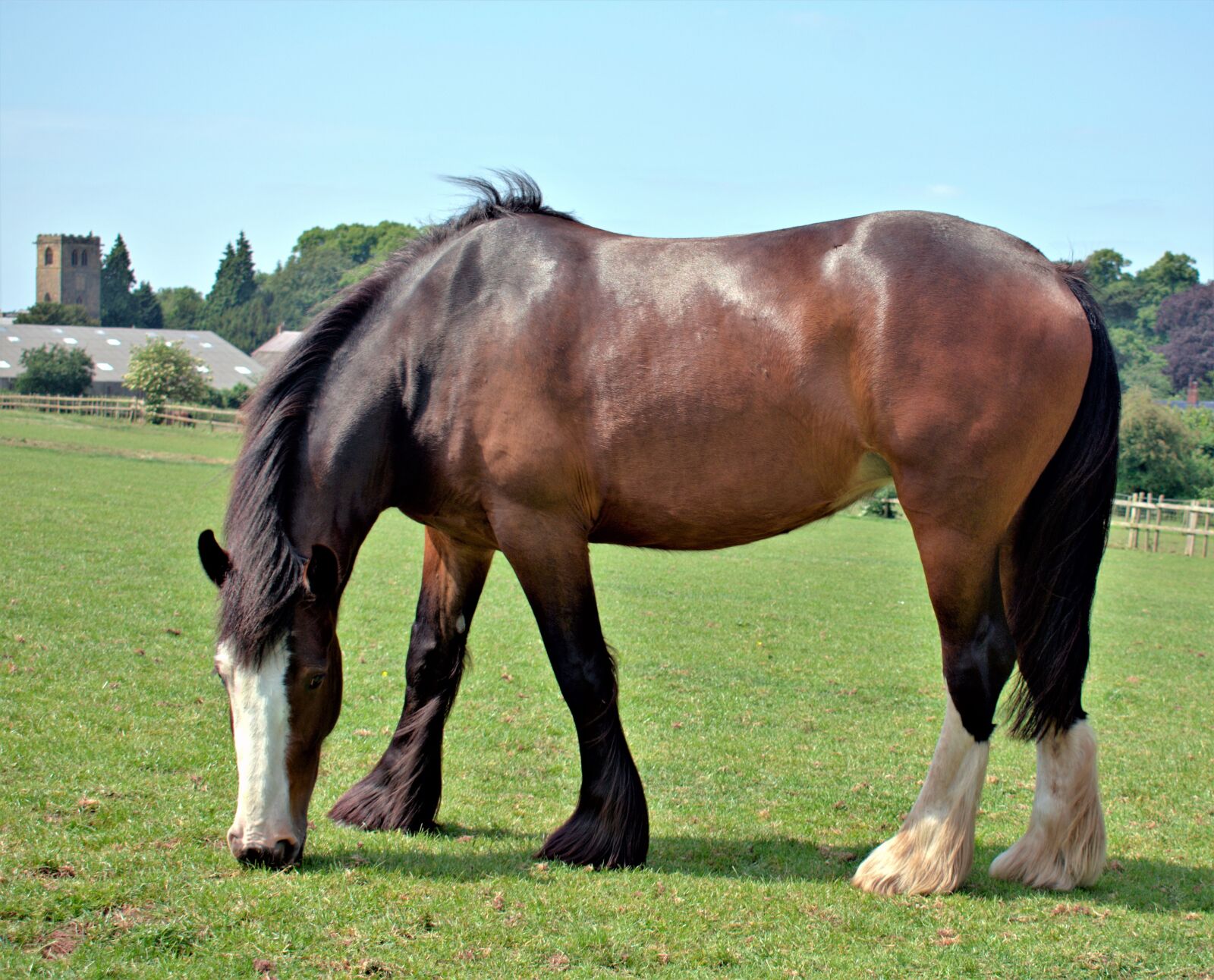 Nikon D3400 sample photo. Horse, field, grass photography