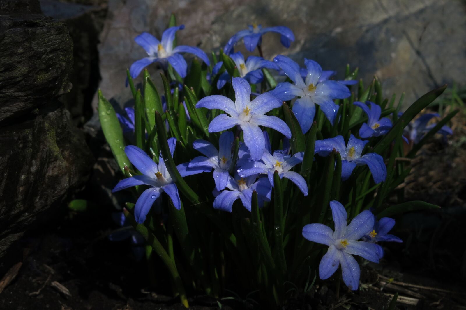 Canon PowerShot G15 sample photo. Chionodoxa luciliae, snow shine photography