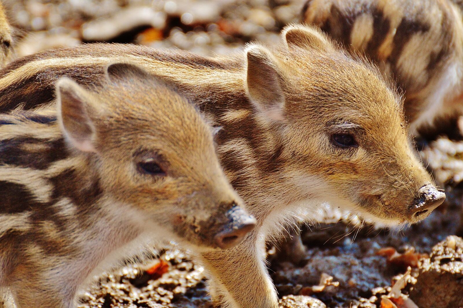Nikon D3200 sample photo. Wild pigs, little pig photography