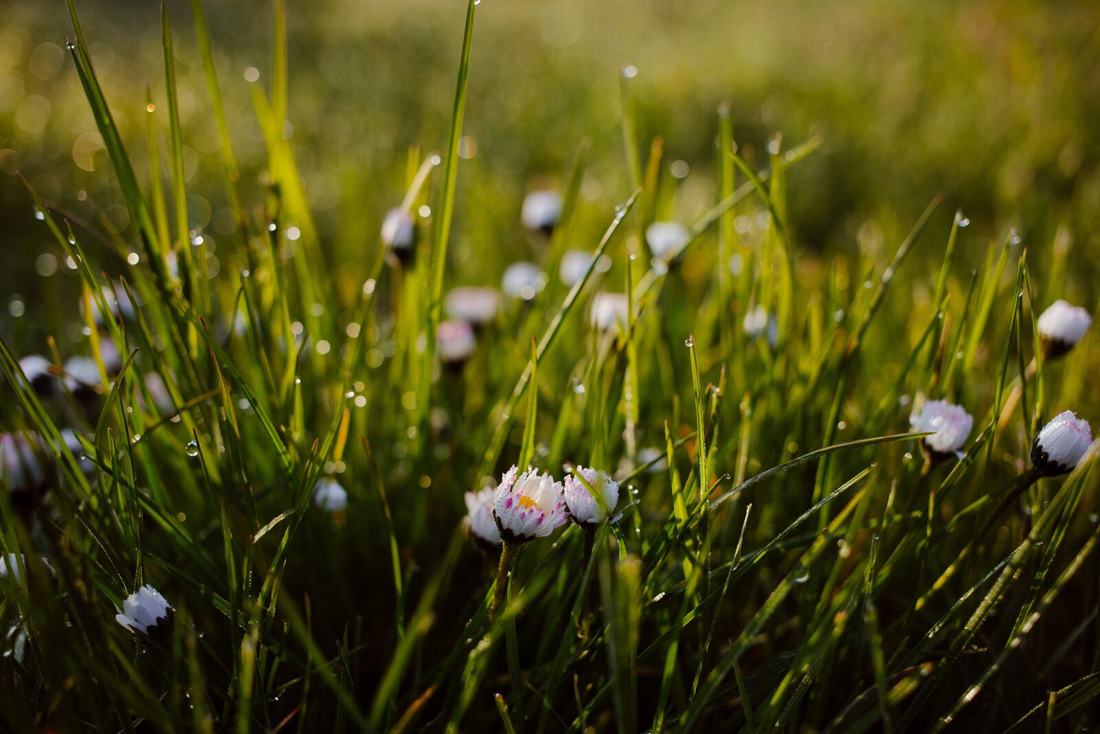 Canon EF 40mm F2.8 STM sample photo. Nature, background, blade photography