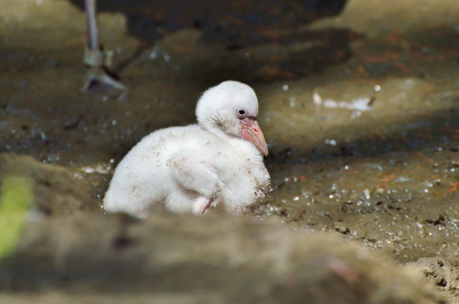 Nikon D3200 sample photo. Flamingo, young animal, bird photography
