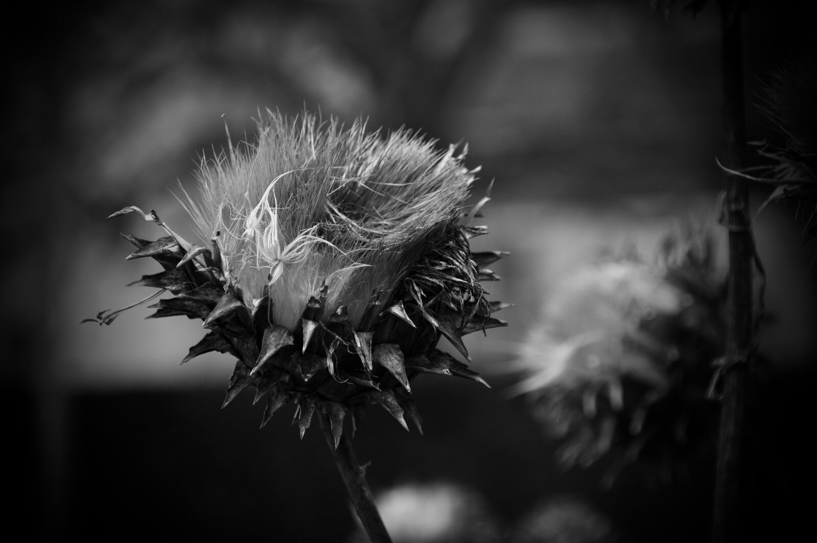 Nikon D5000 sample photo. Winter, plant, wild artichoke photography