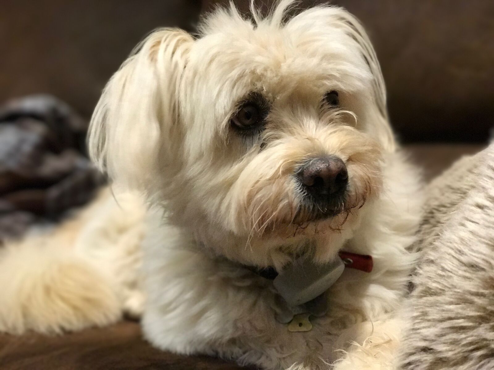 iPhone 7 Plus back dual camera 6.6mm f/2.8 sample photo. Pet, dog, cute photography