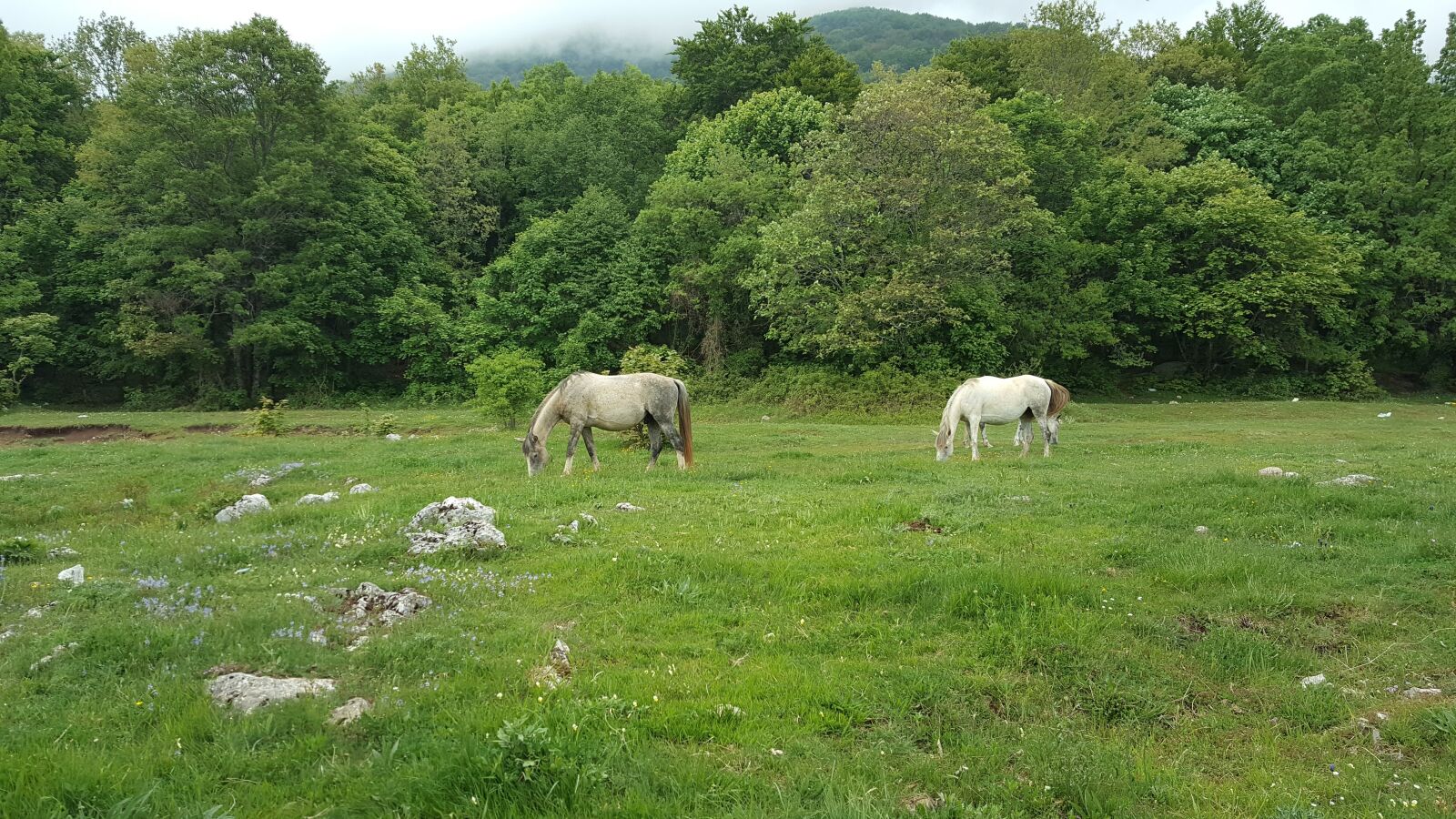 Samsung Galaxy Note5 sample photo. Horses, nature, horse photography