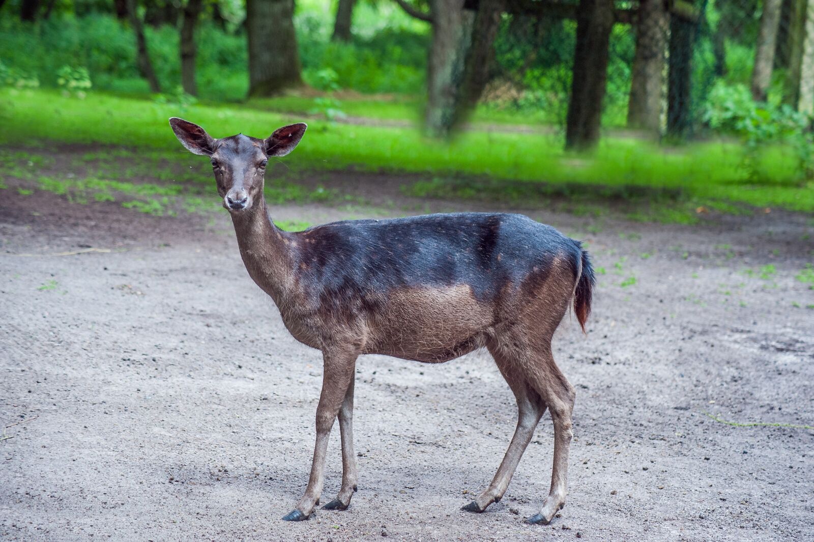 Nikon D700 sample photo. Damm wild, nature, animal photography
