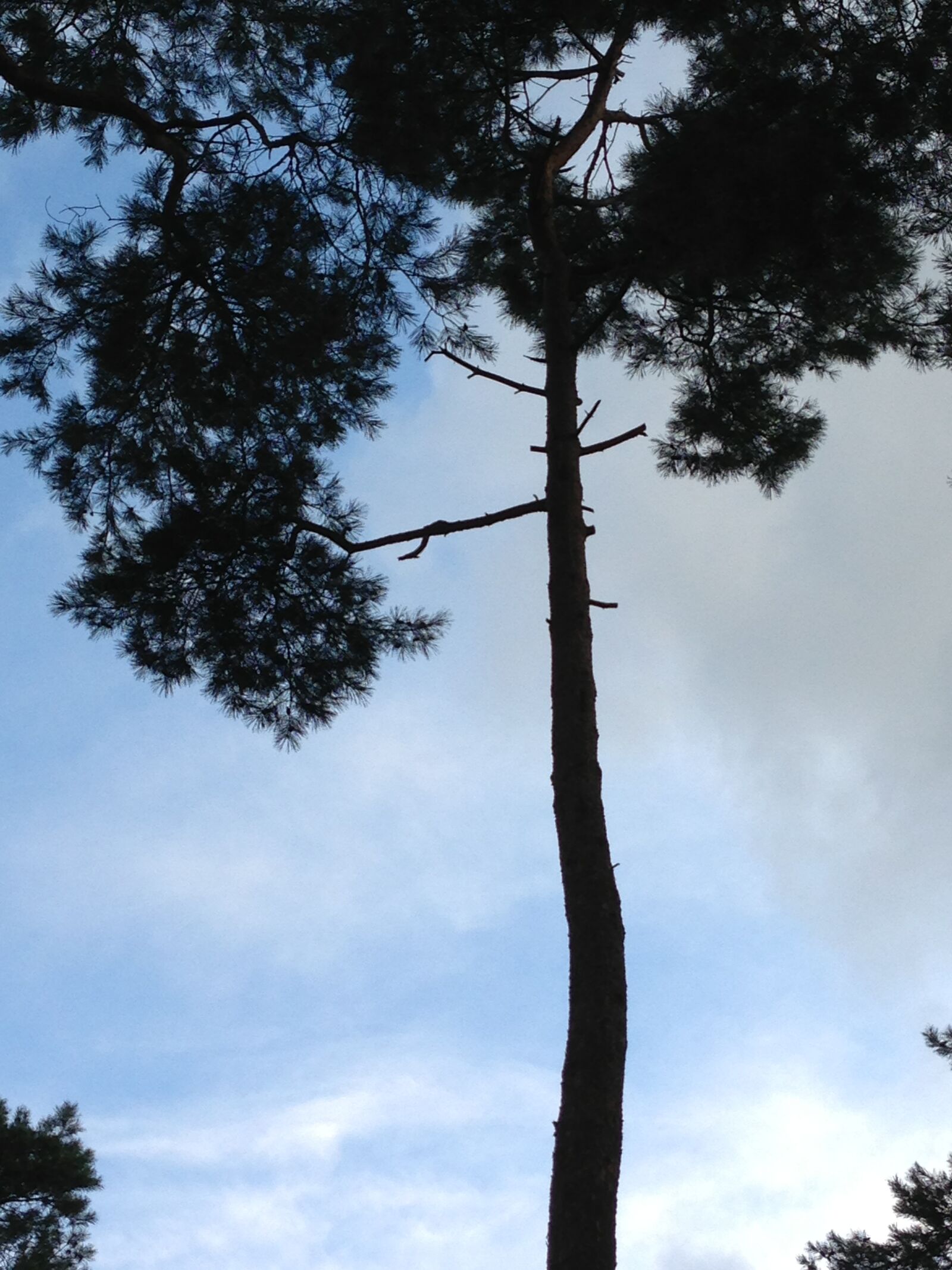 Apple iPhone 5 sample photo. Pine tree, nature, sky photography