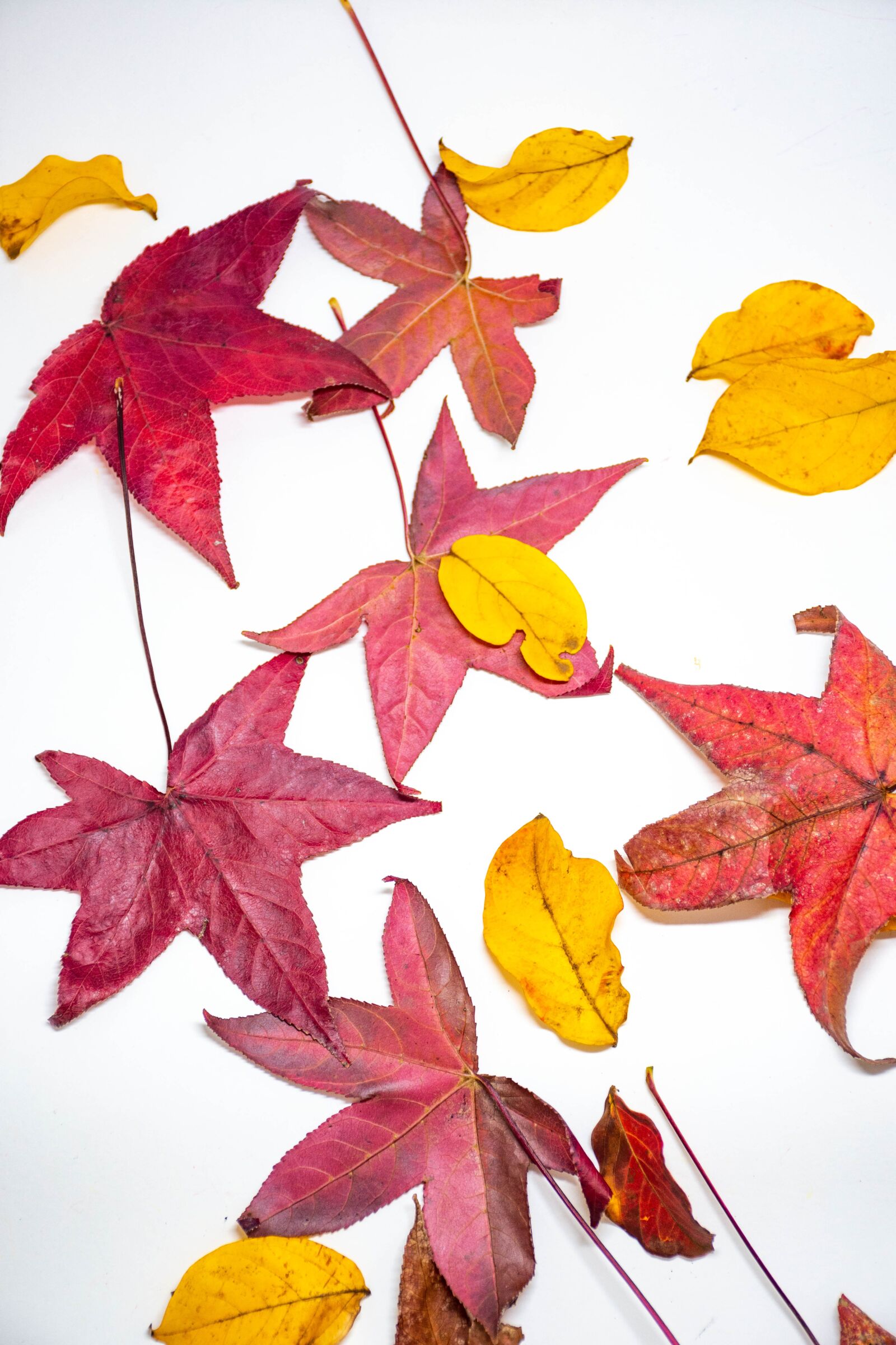 Nikon D7200 sample photo. Leaves, colorful, autumn photography