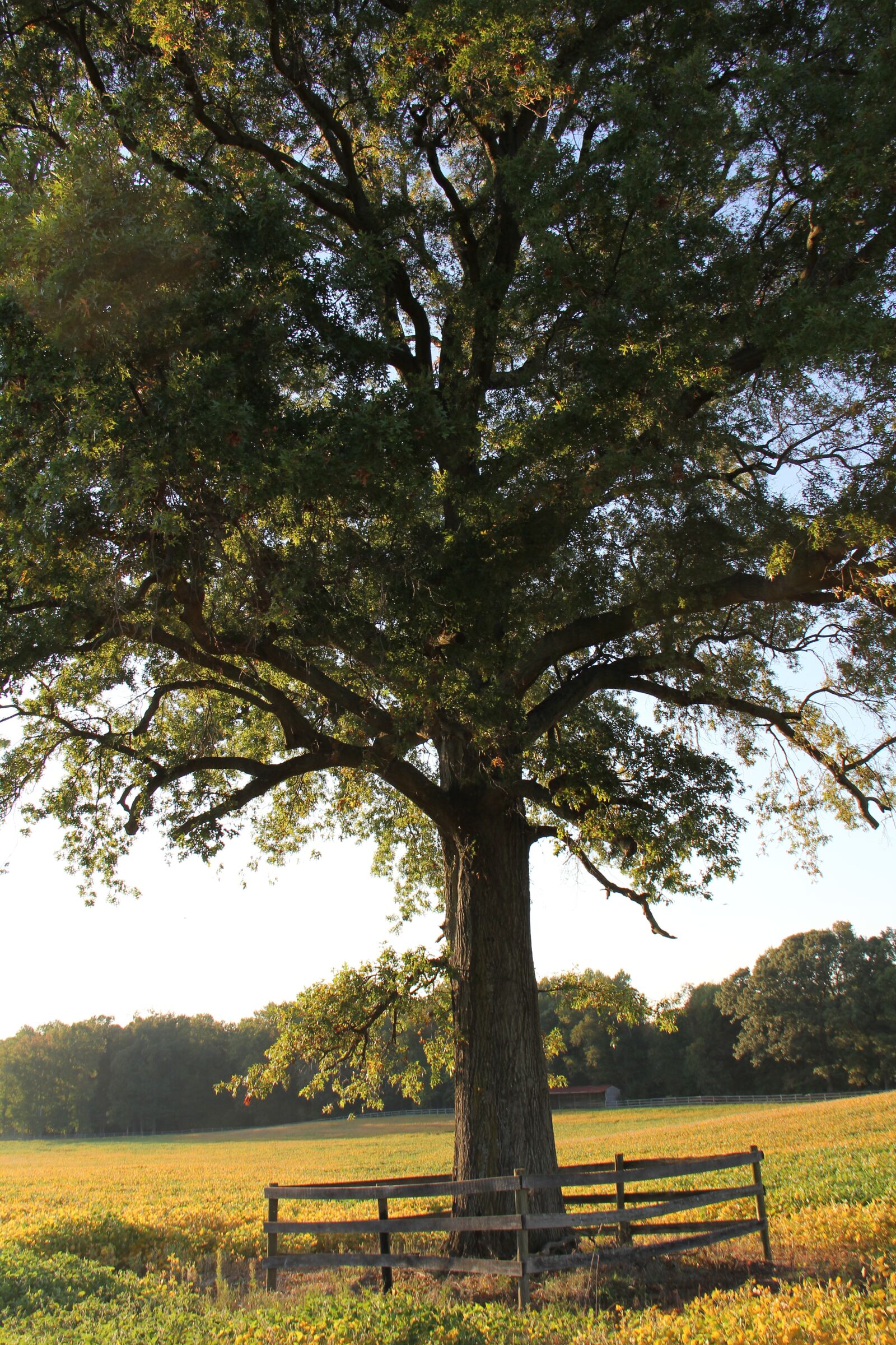 Canon EOS 60D sample photo. Farm, tree, country photography