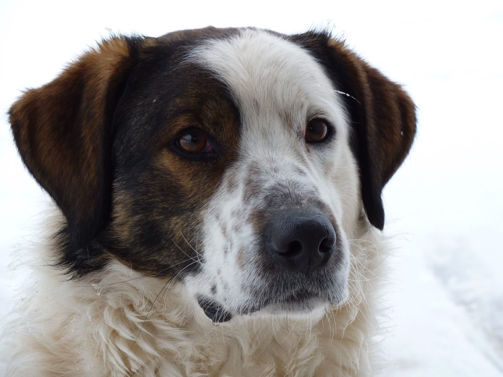 Panasonic DMC-TZ7 sample photo. Dog, irina, security photography