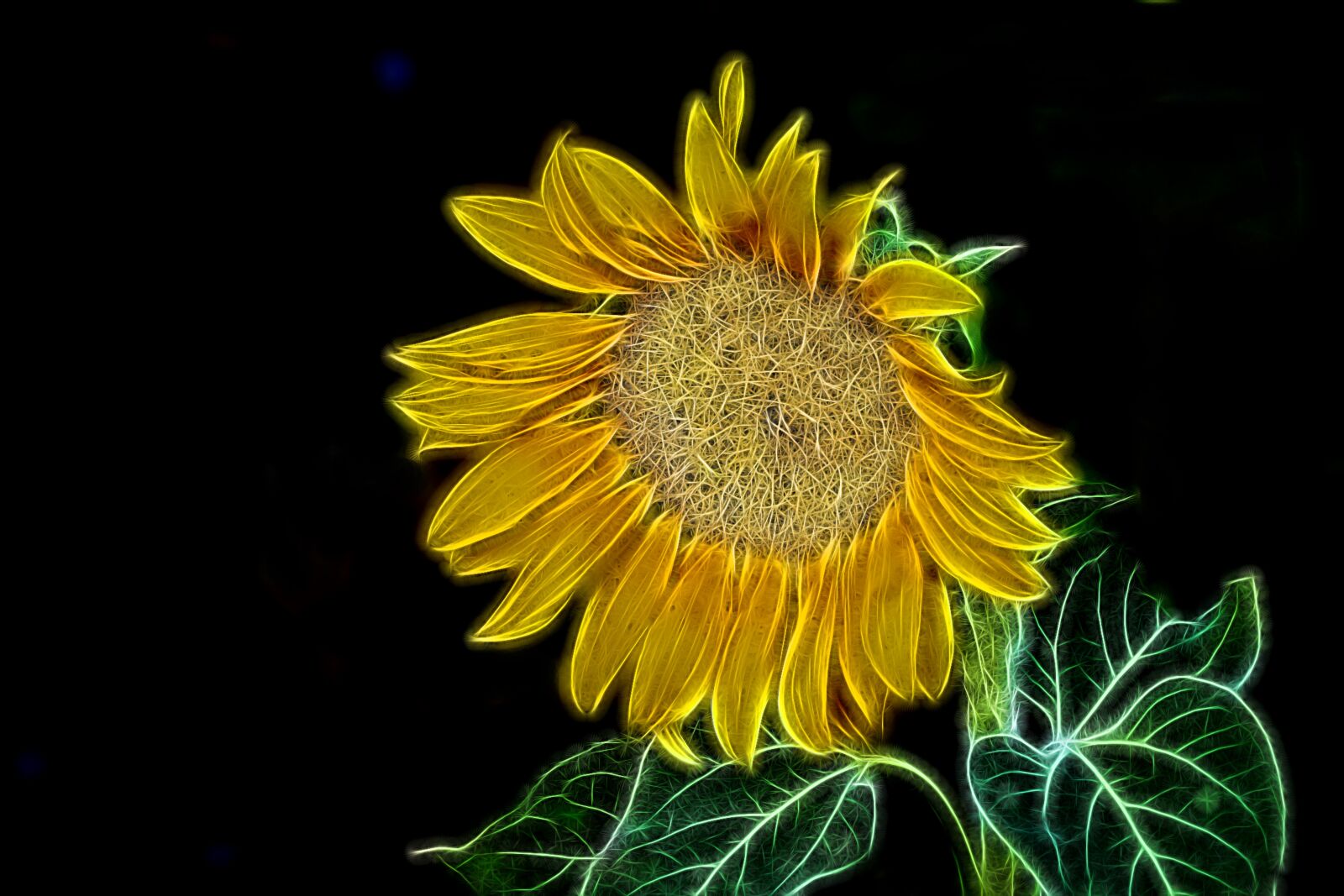 Nikon Coolpix P900 sample photo. Graphic, light painting, flower photography