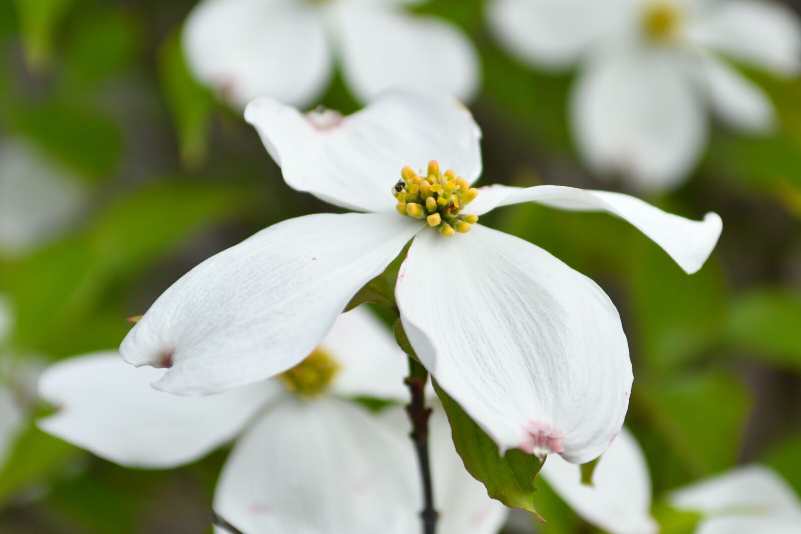 Nikon D500 sample photo. Flower, blooms, spring photography