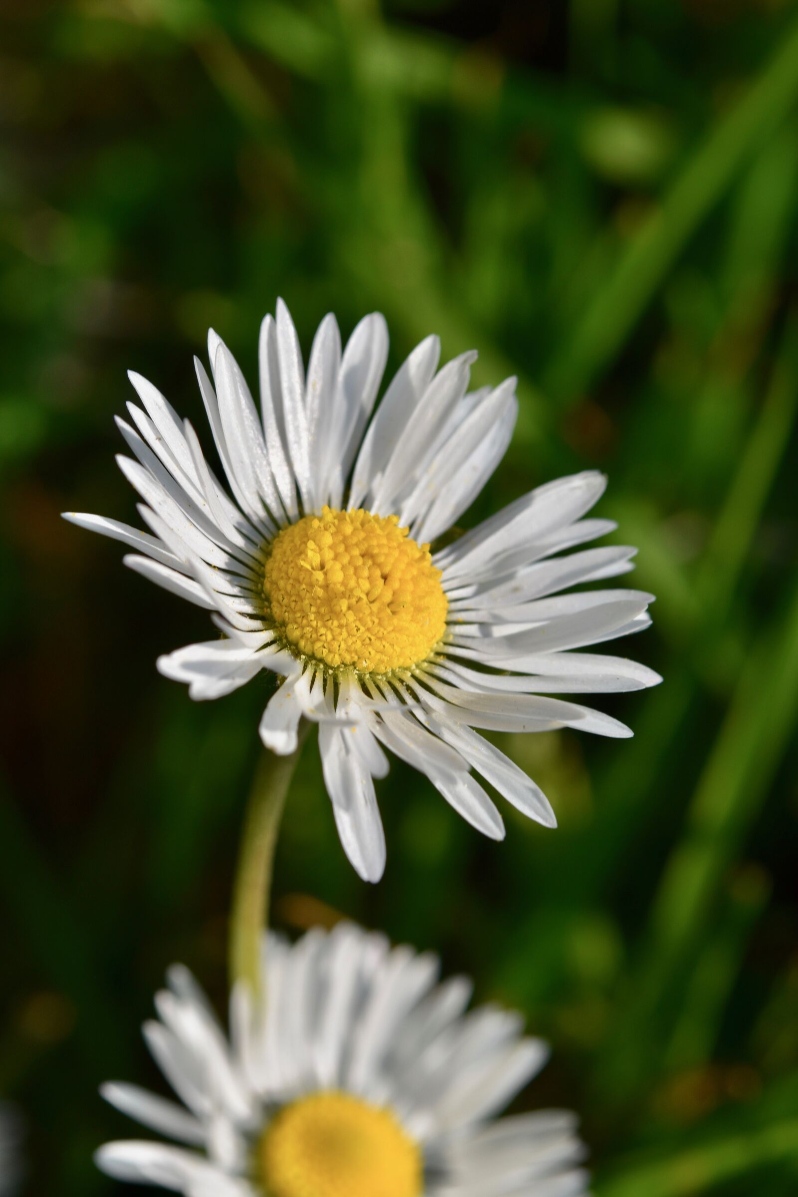 Nikon D5600 sample photo. Daisies, flower, white flowers photography