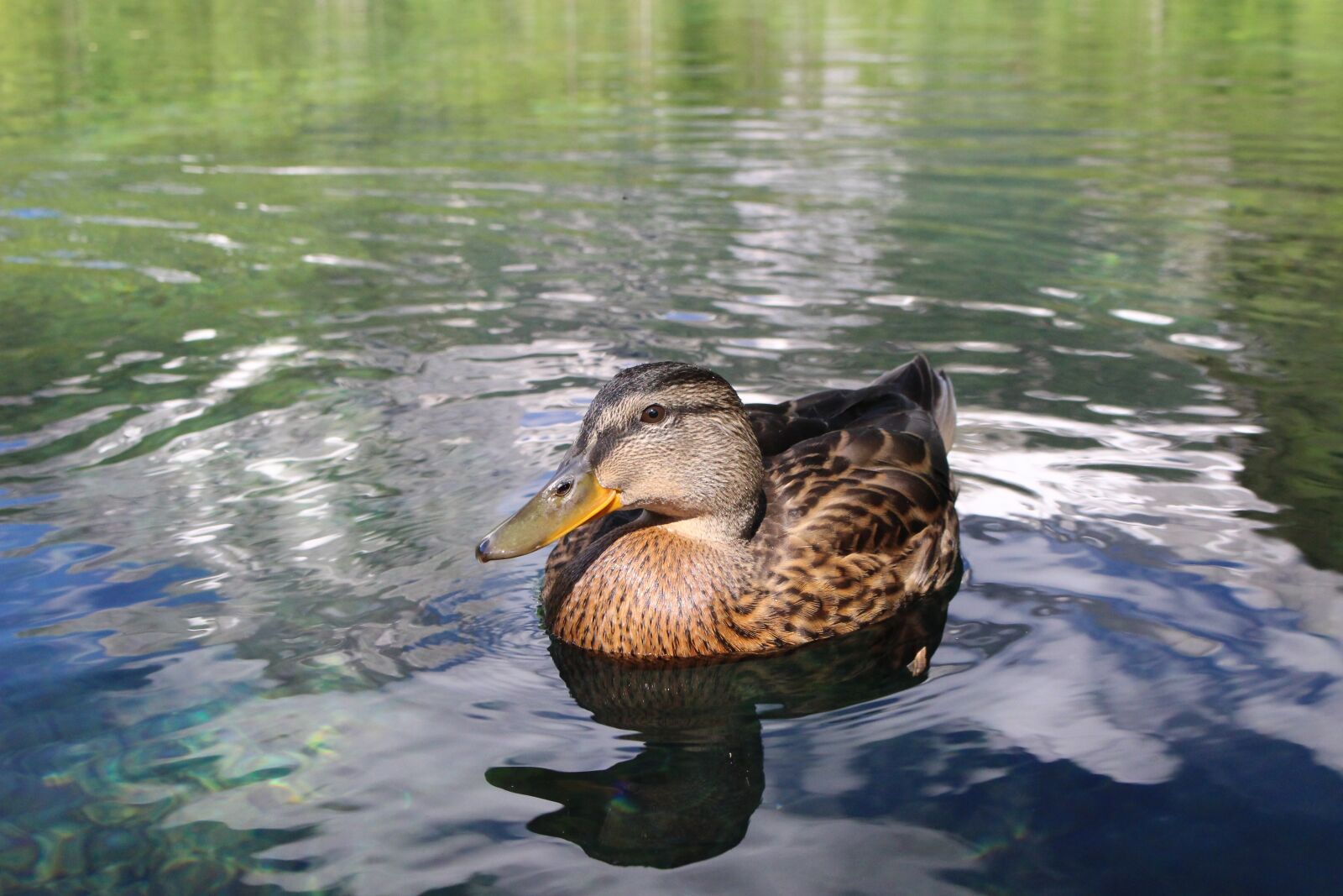 Canon EOS 100D (EOS Rebel SL1 / EOS Kiss X7) sample photo. Duck, water, lake photography