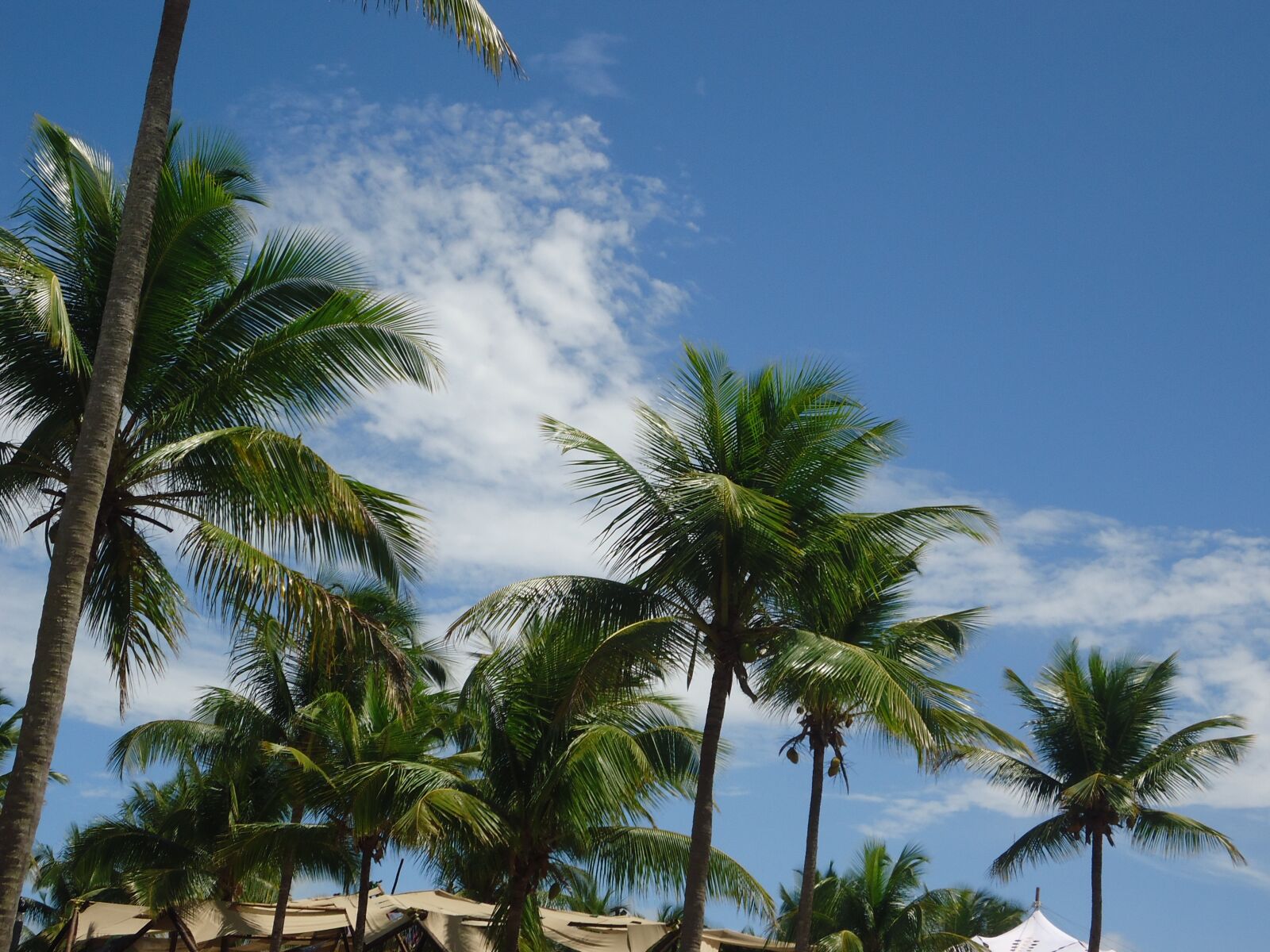 Sony Cyber-shot DSC-W610 sample photo. Coconut trees, sky, beach photography