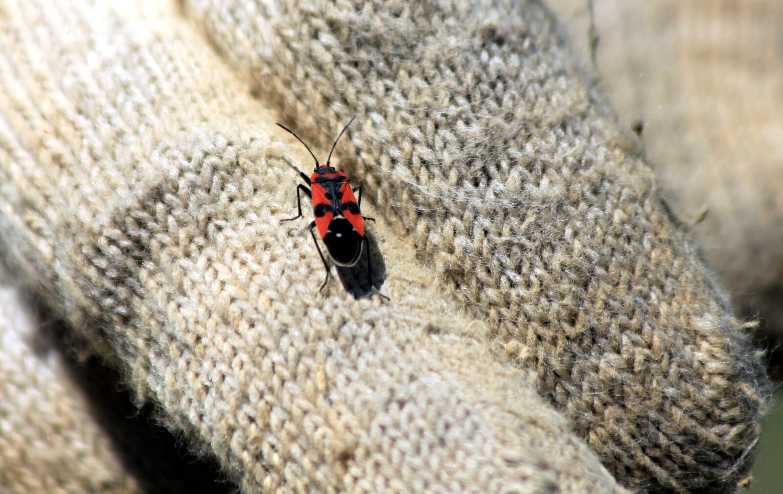Canon EOS 650D (EOS Rebel T4i / EOS Kiss X6i) sample photo. Bug, bug-soldier, insect photography