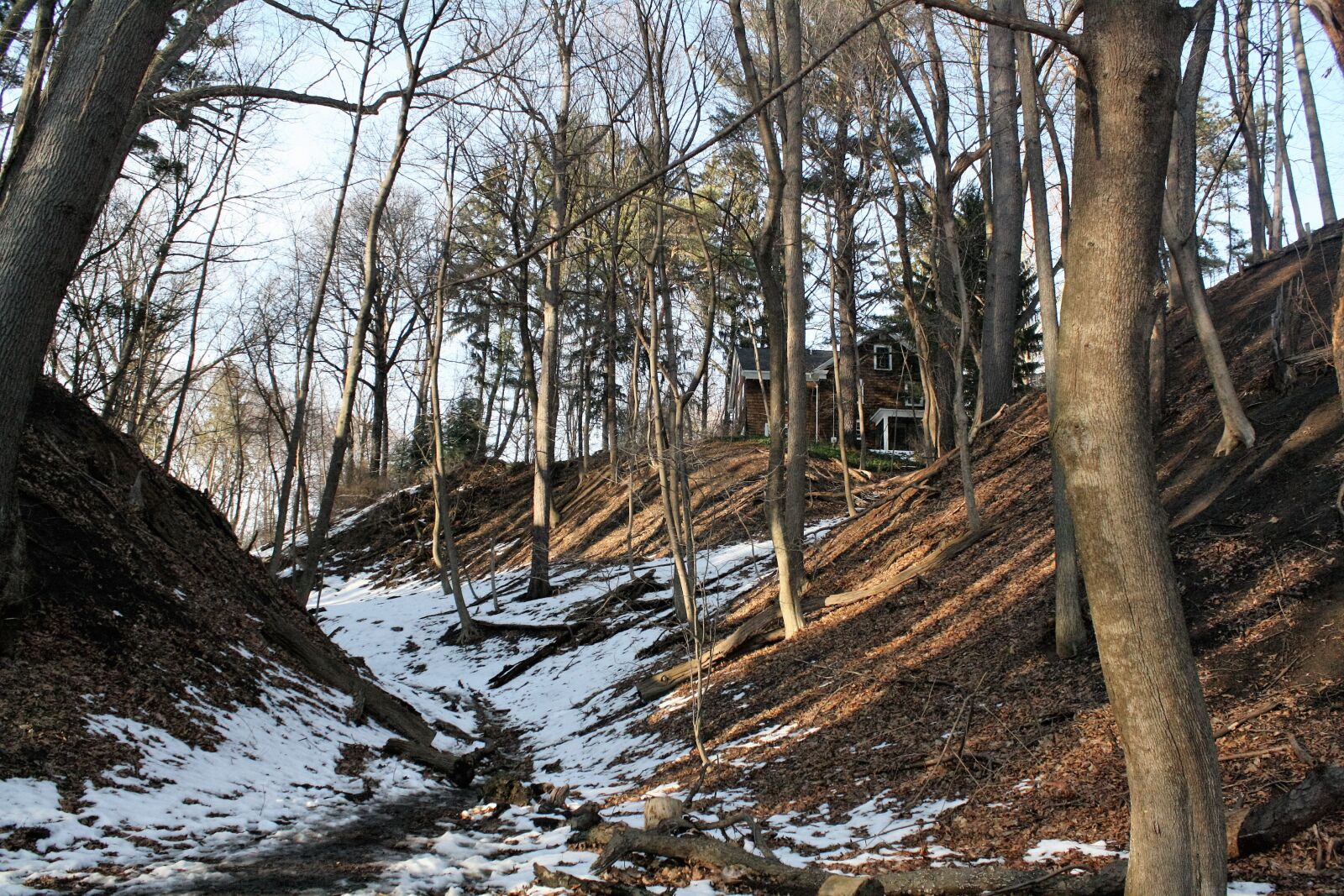 Canon EOS 1000D (EOS Digital Rebel XS / EOS Kiss F) sample photo. Winter, trees, snow photography