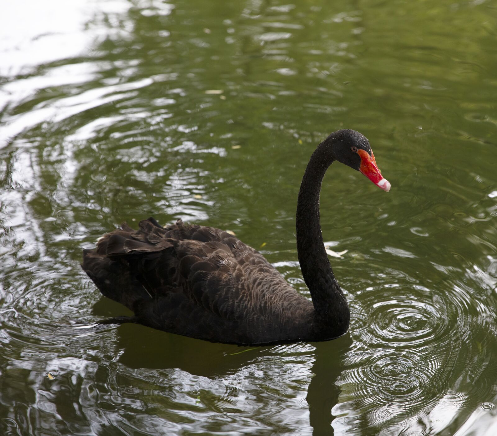 Canon EOS 5DS R sample photo. Swan, lake, swimming photography
