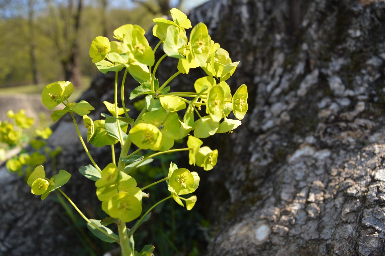 Nikon D3200 sample photo. Nature, plant, kura photography