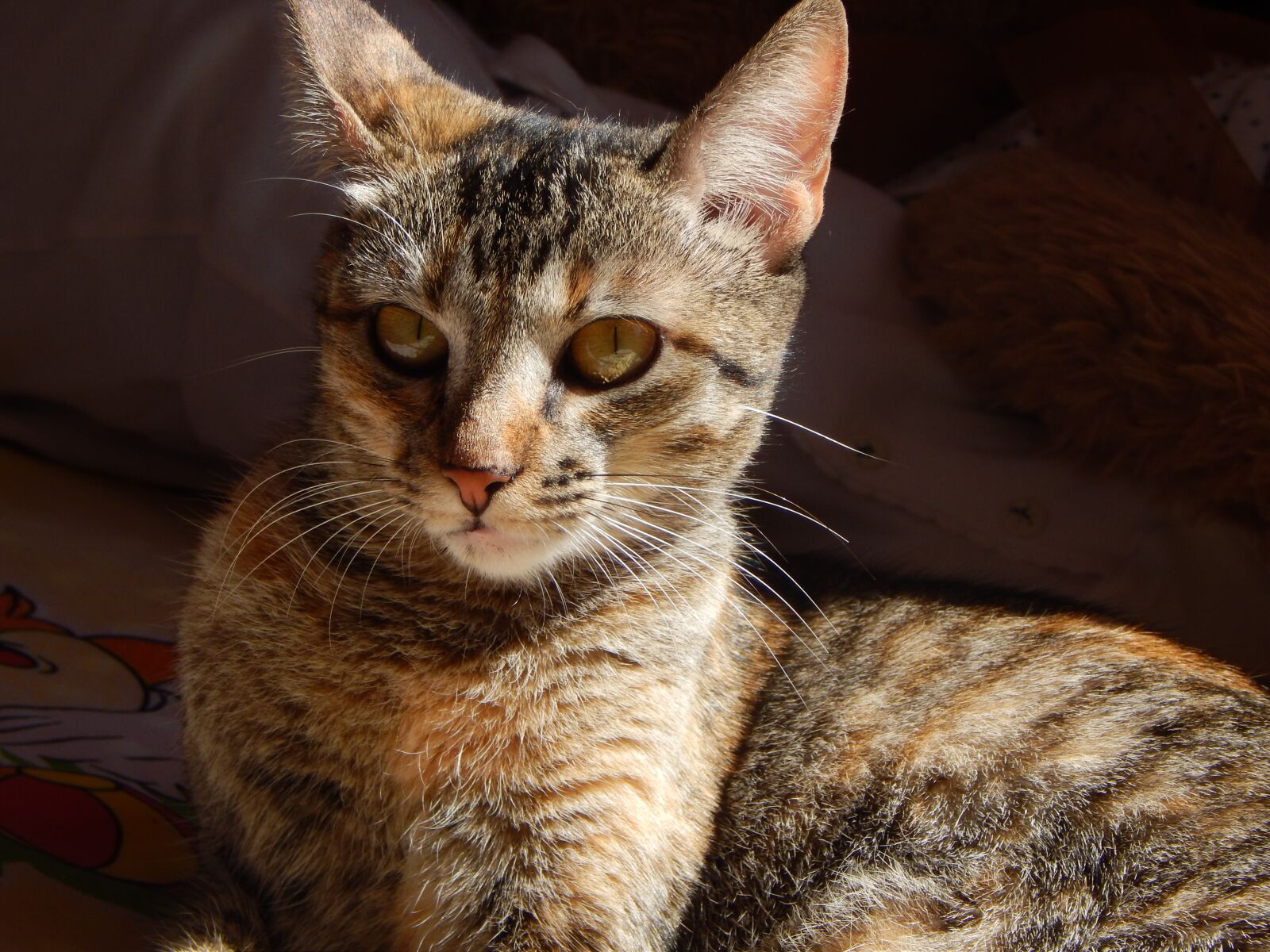Nikon Coolpix L820 sample photo. Cat, pet, feline photography