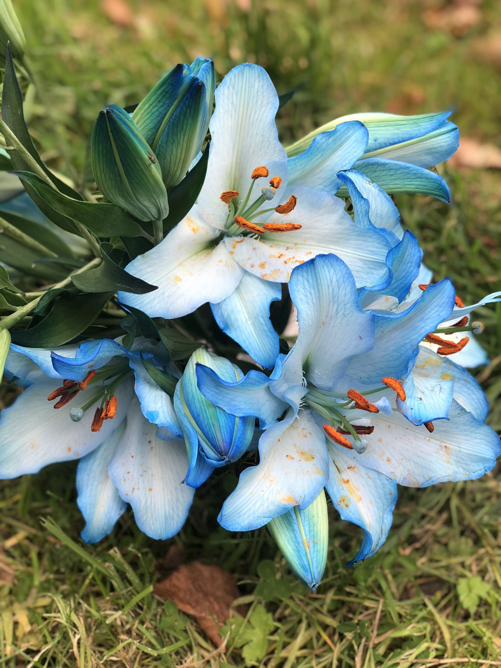 iPhone X back dual camera 6mm f/2.4 sample photo. Flower, blue, bloom photography