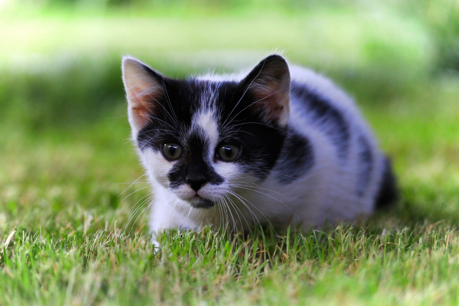 Canon EOS 80D sample photo. Cat, grass, kitten photography