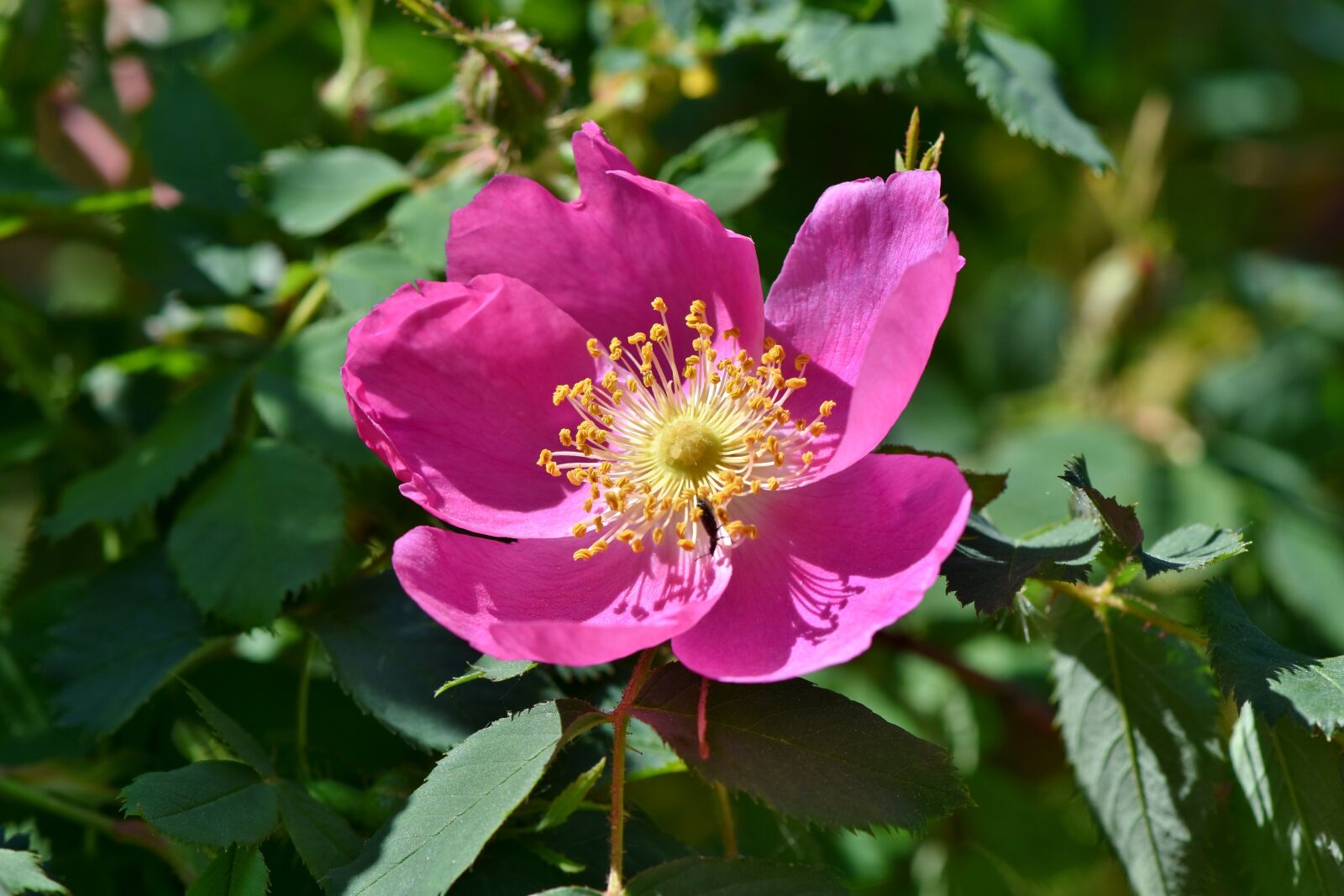 Nikon D7200 sample photo. Anemone, florets, blossom photography