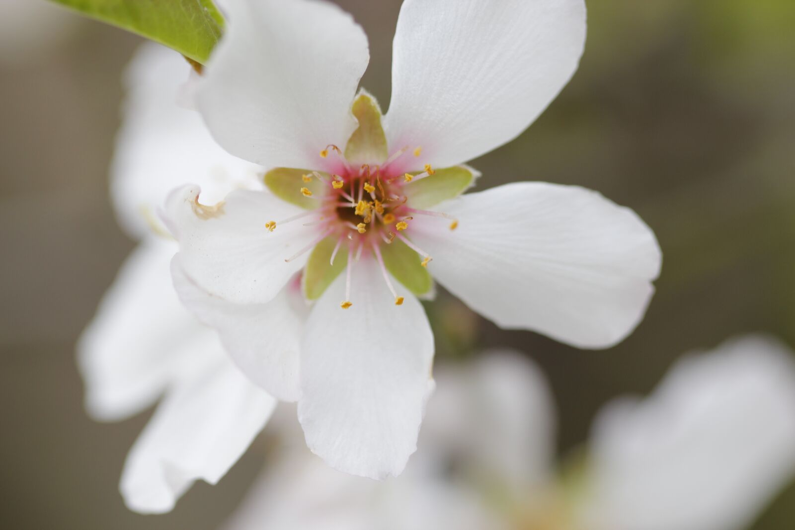 Canon EOS 550D (EOS Rebel T2i / EOS Kiss X4) sample photo. White, flower, nature photography