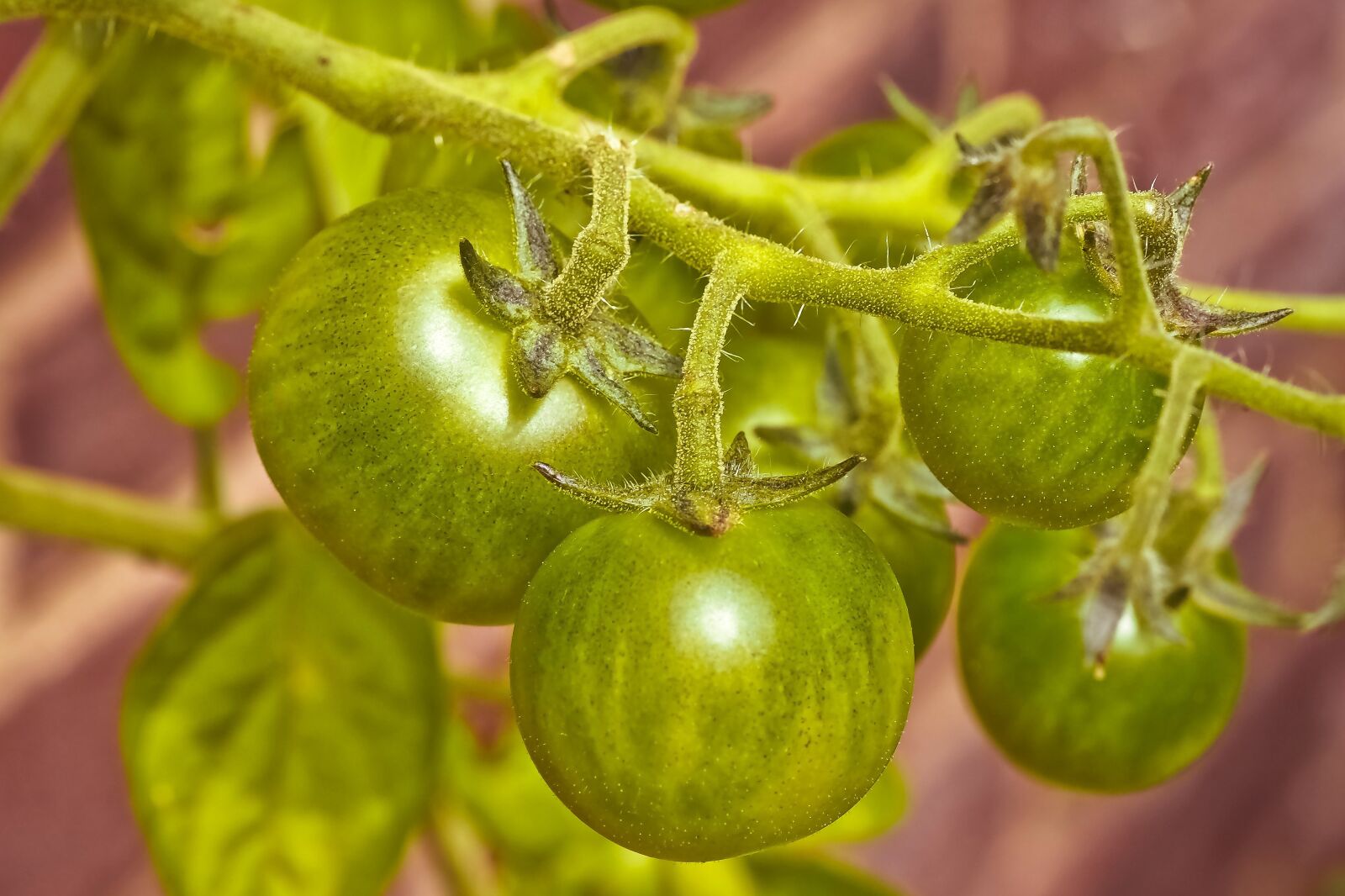 Olympus OM-D E-M10 sample photo. Tomatoes, bush, vegetables photography