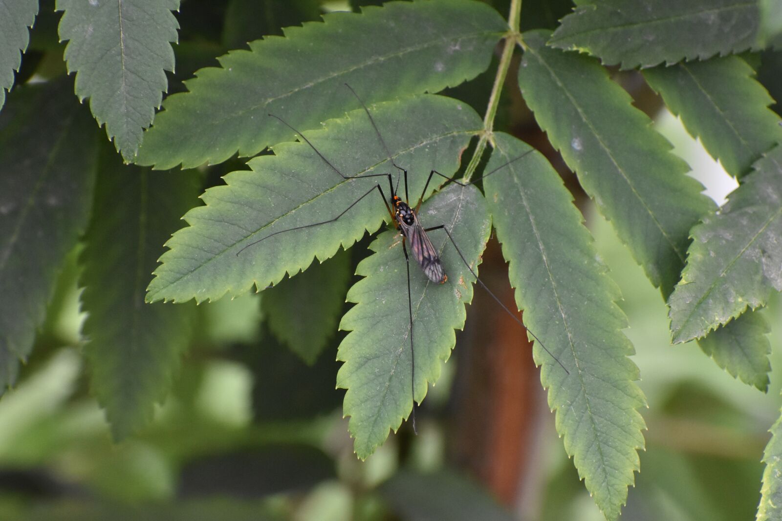 Nikon D3400 sample photo. Insect, sheet, rowan photography