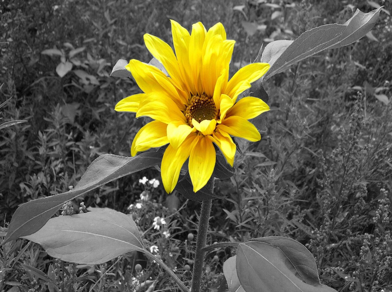 Olympus X550,D545Z,C480Z sample photo. Sunflower, black and white photography