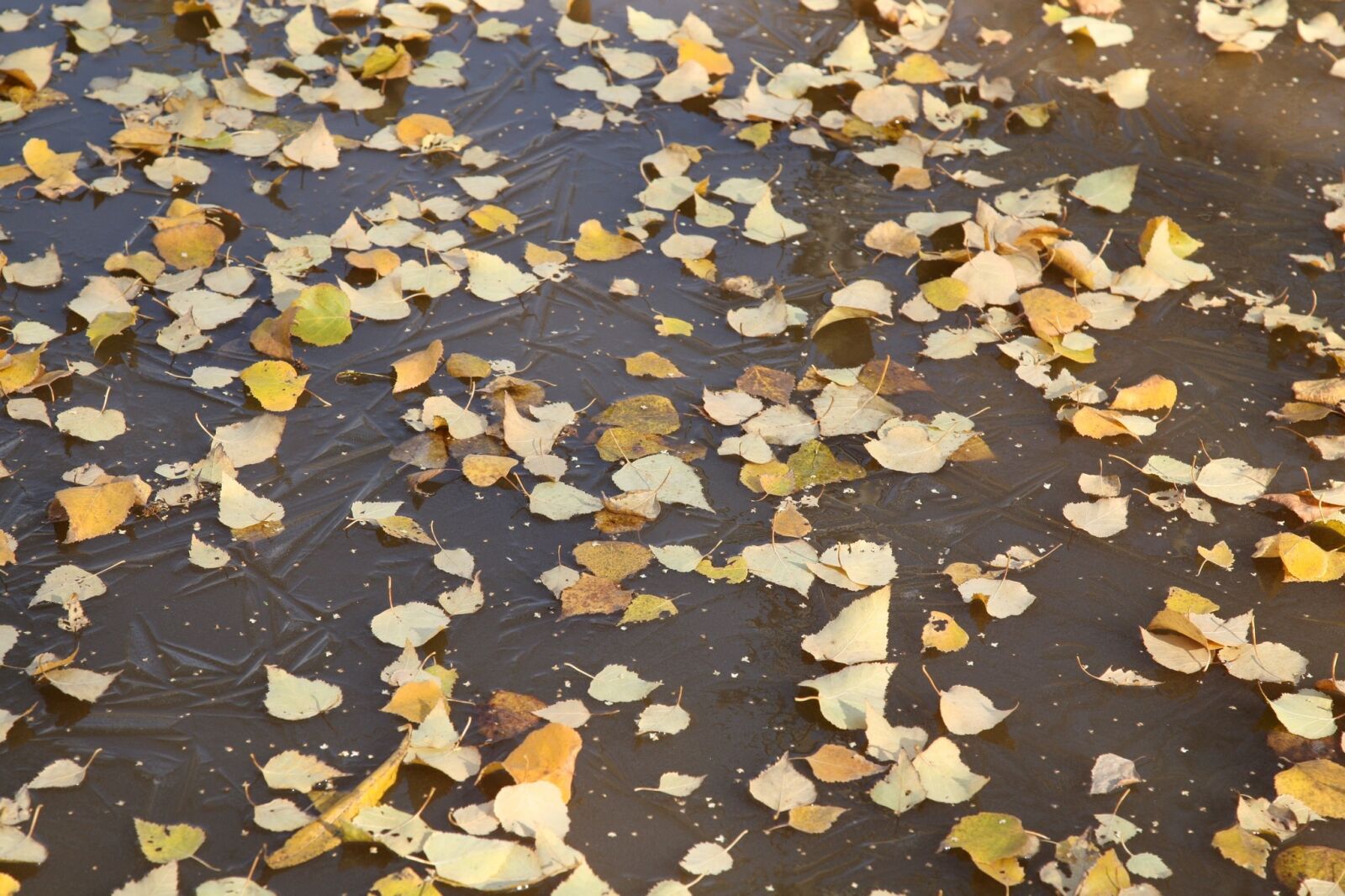 Canon EOS 5D sample photo. Autumn foliage, water, floating photography