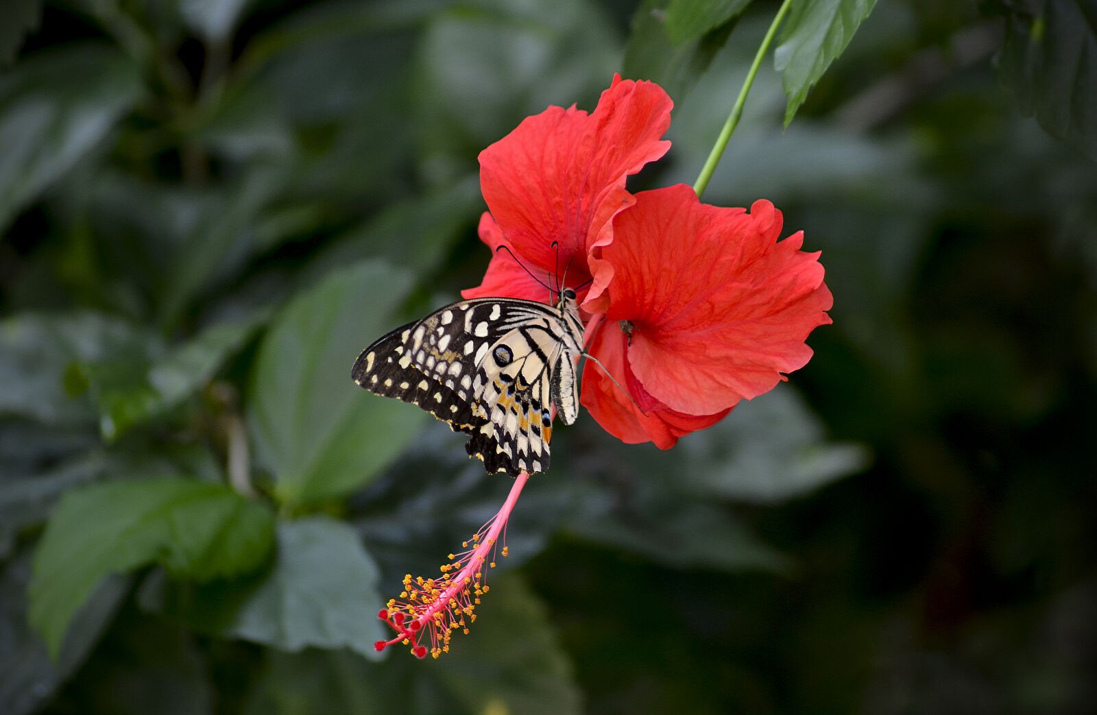 Nikon D7000 sample photo. Hibiscus, flower, red photography