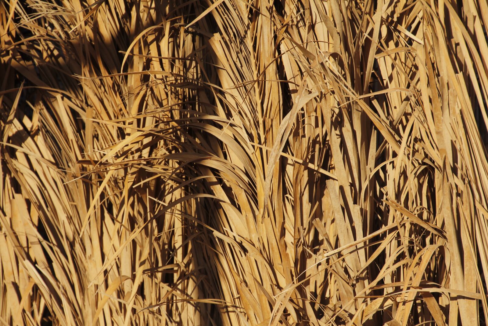 Canon EOS 60D sample photo. Straw, texture, backgrounds photography