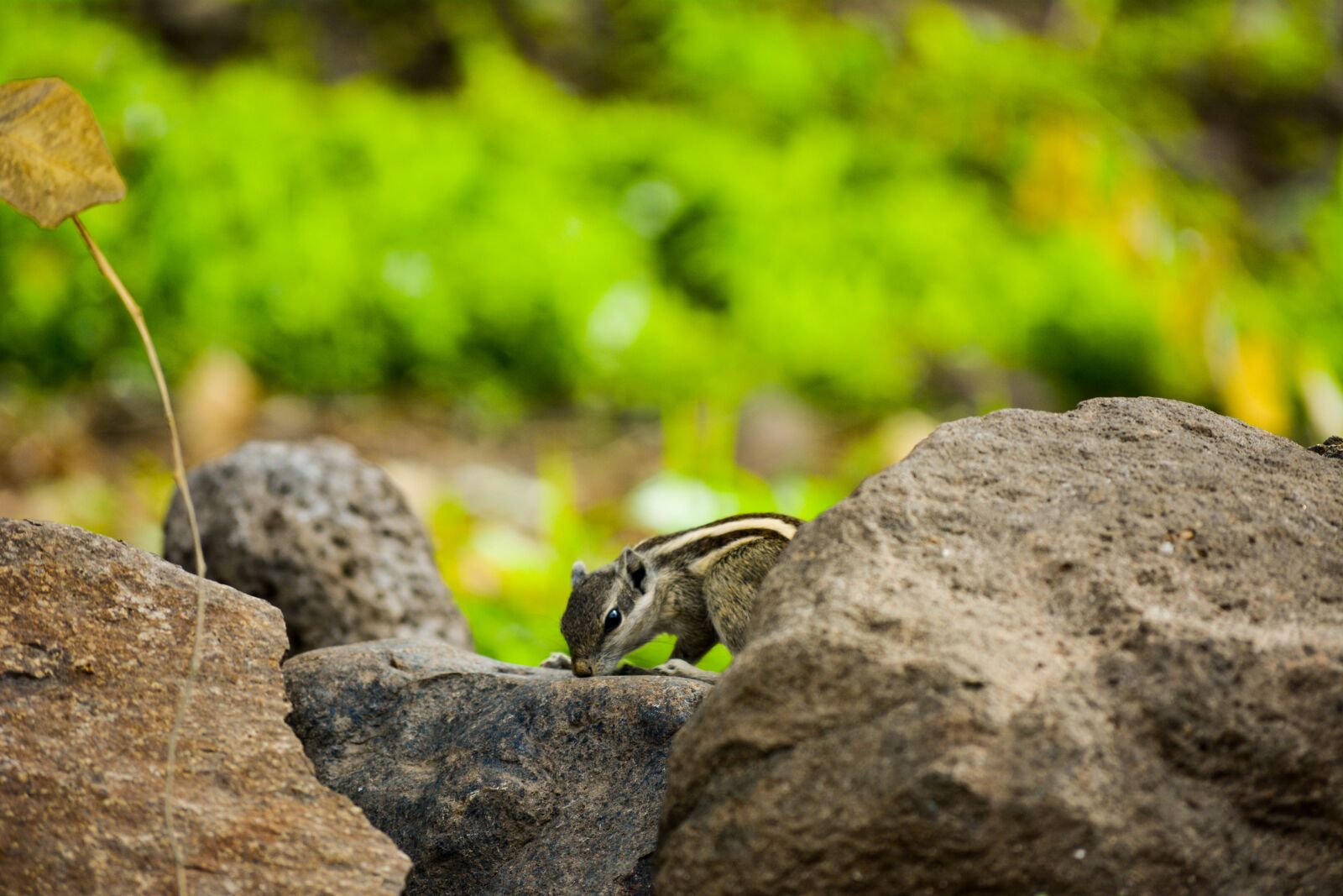 Nikon D5200 sample photo. Squirrel, nature, cute photography