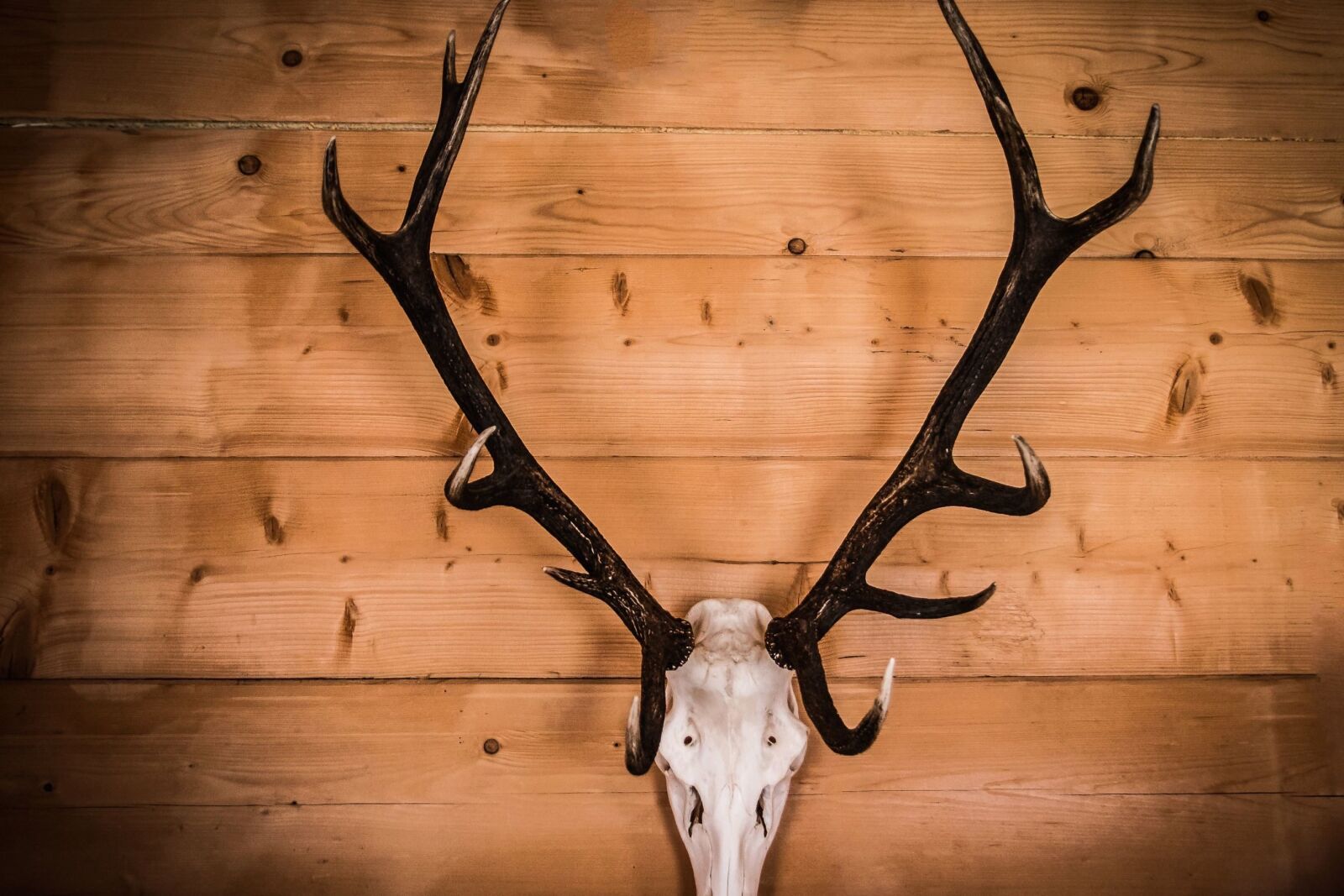 Canon EOS 70D sample photo. Hunting, deer, trophy, horn photography