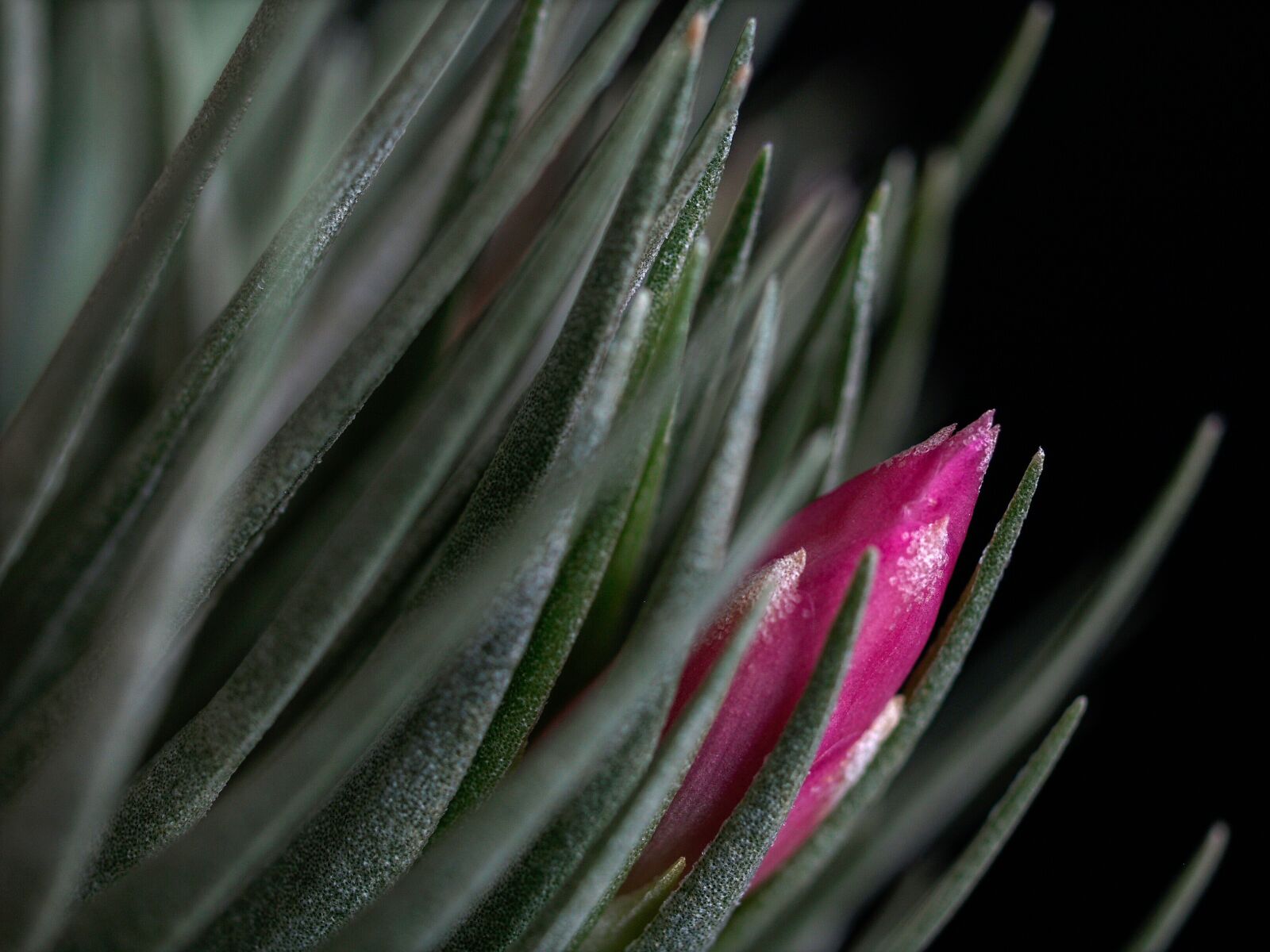 Olympus E-500 (EVOLT E-500) sample photo. Flowering, bud, pink photography
