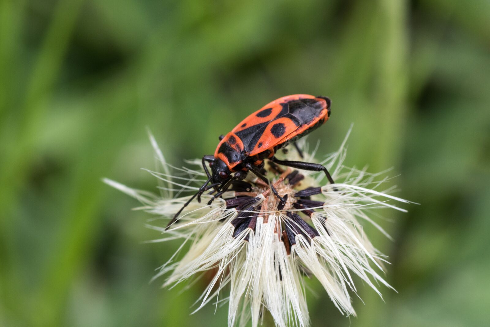Canon EOS 7D Mark II sample photo. Fire bug, macro, hawkweed photography
