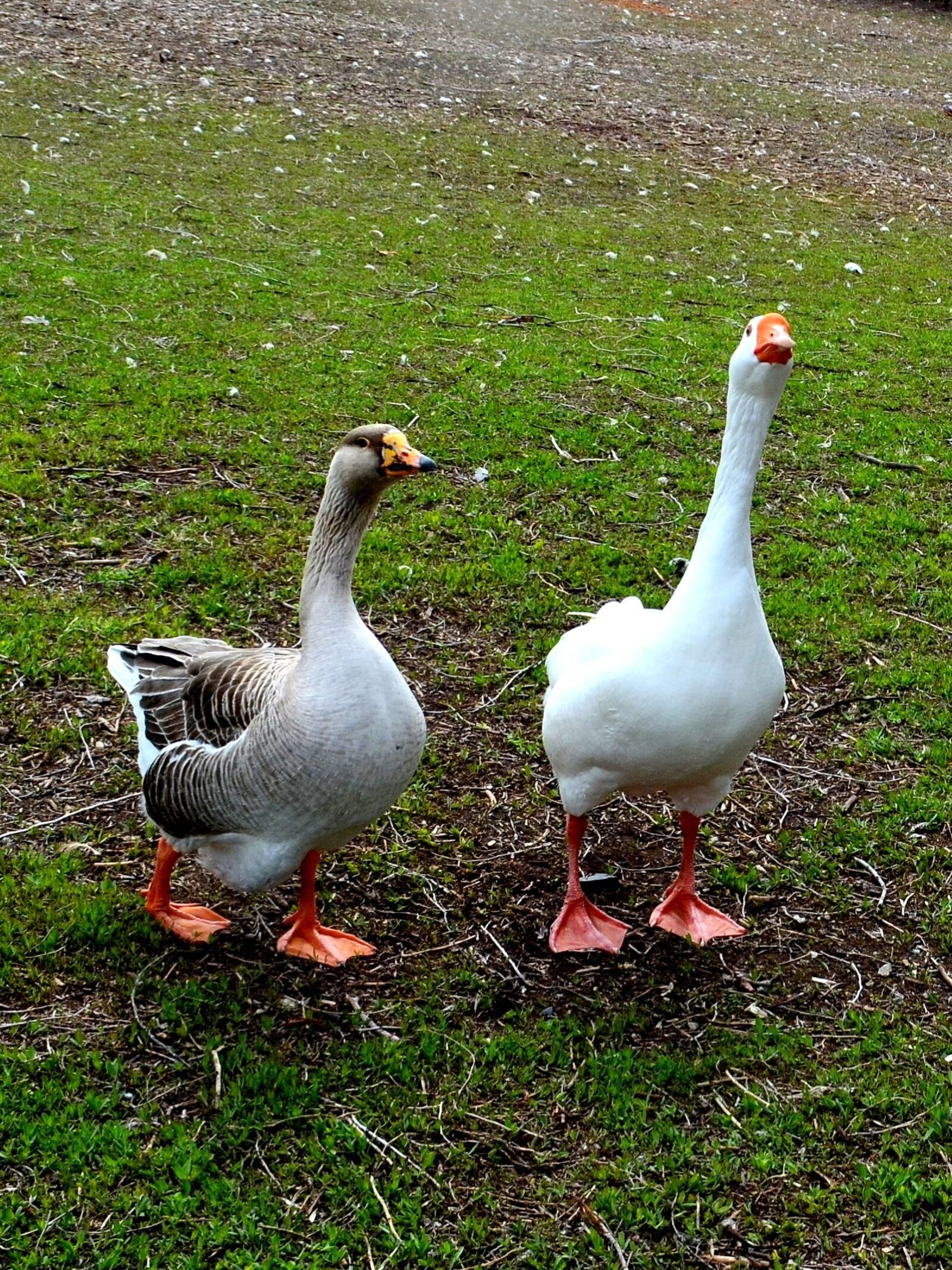 Nikon D5100 sample photo. Geese, goose, bird photography
